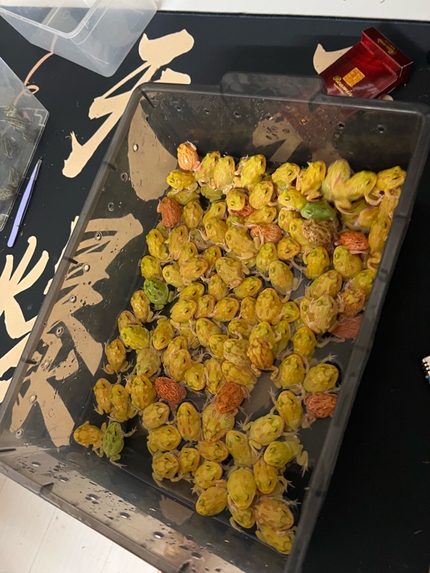 微瑕角蛙特价角蛙