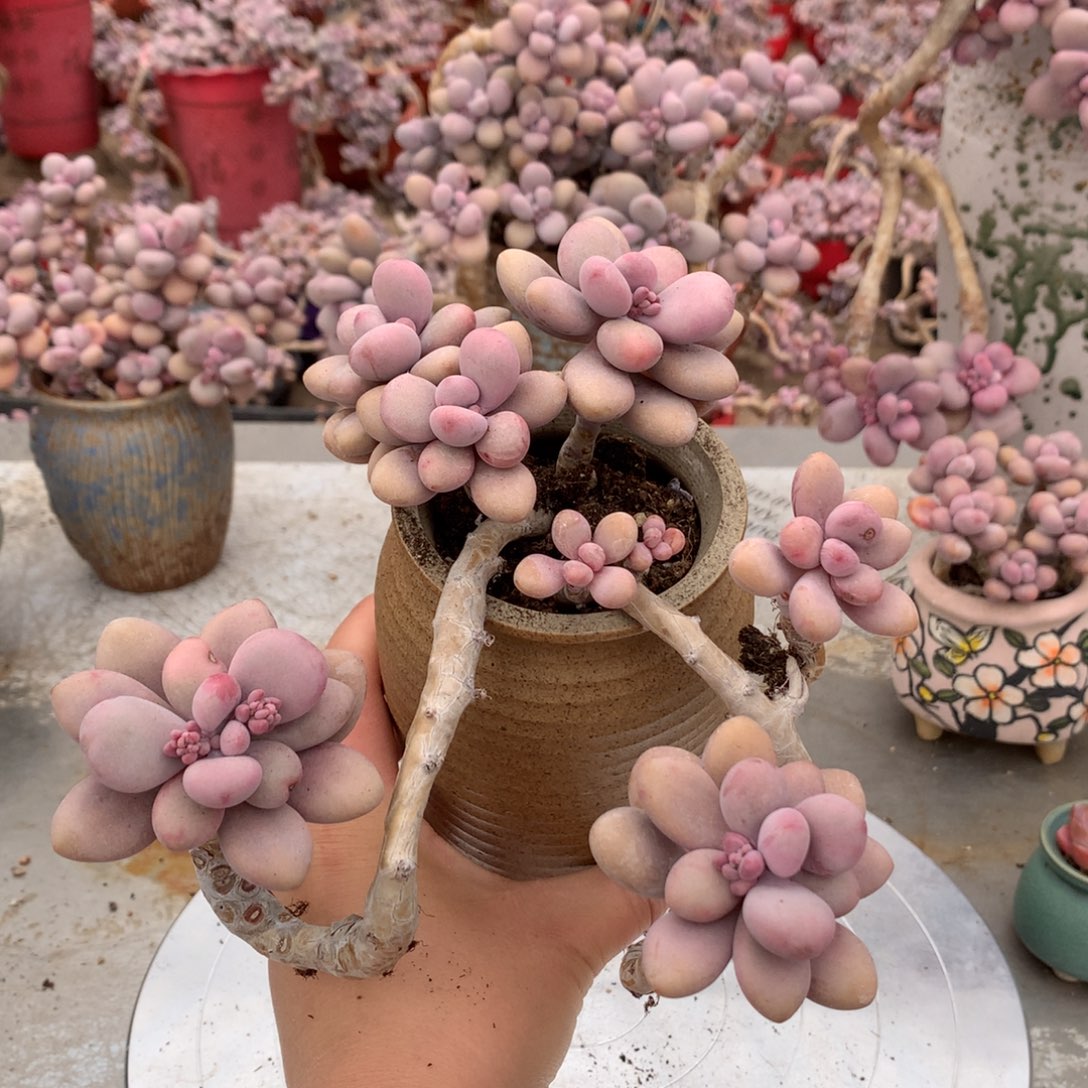 桃蛋老桩不带盆7号