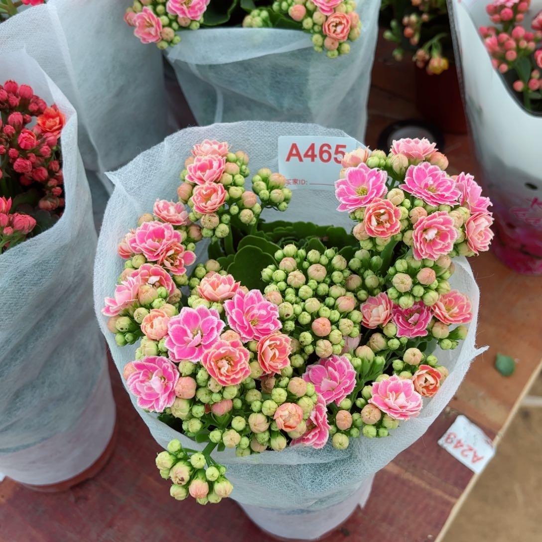 A465大彩蝶长寿花一颗