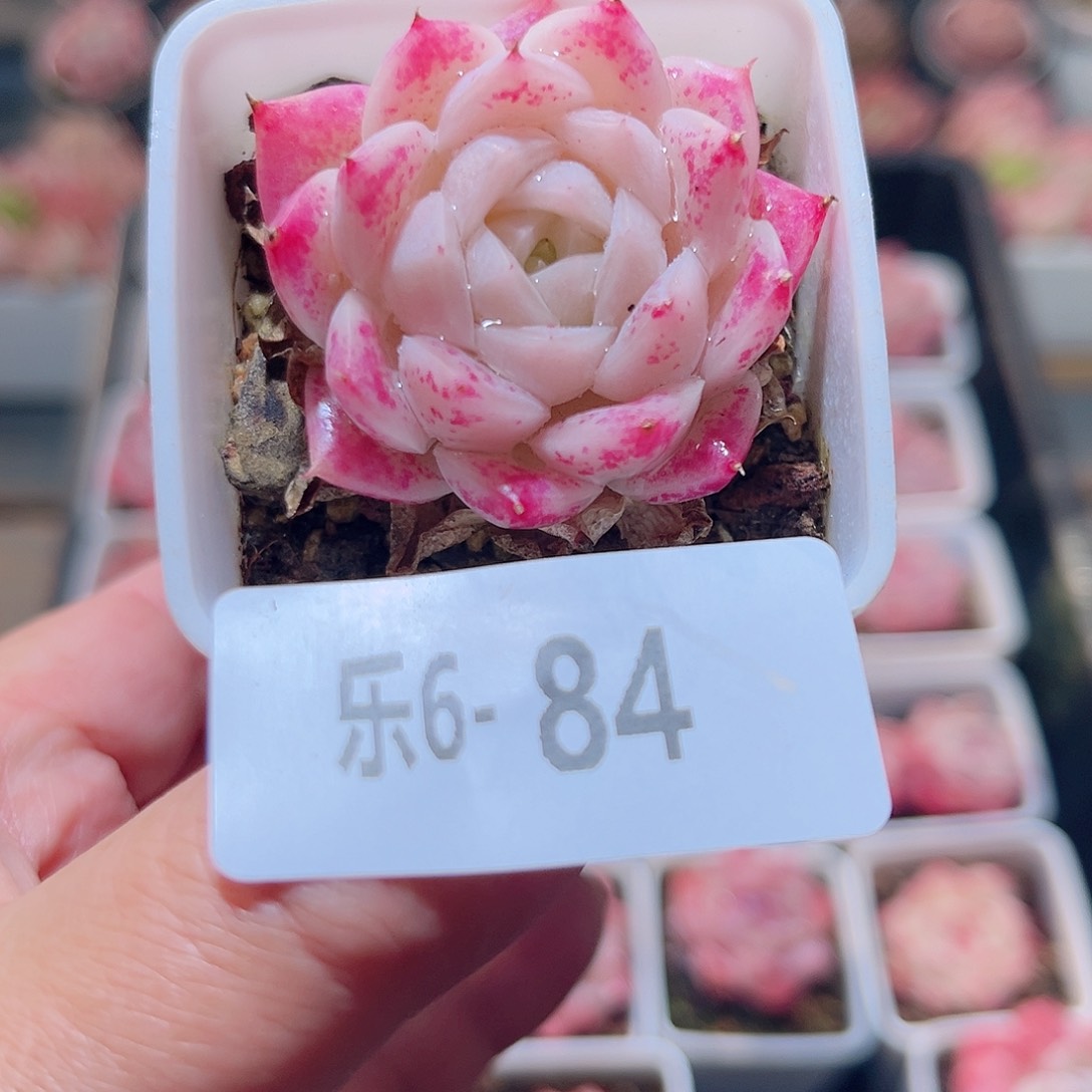 乐6-84 美瞳单头 