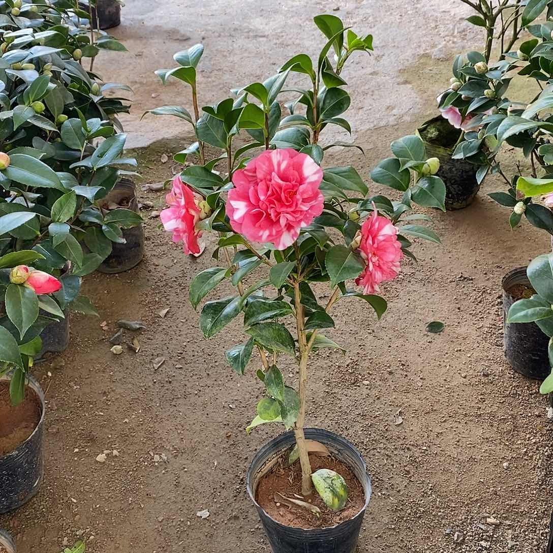 完全开放花露珍茶一下花