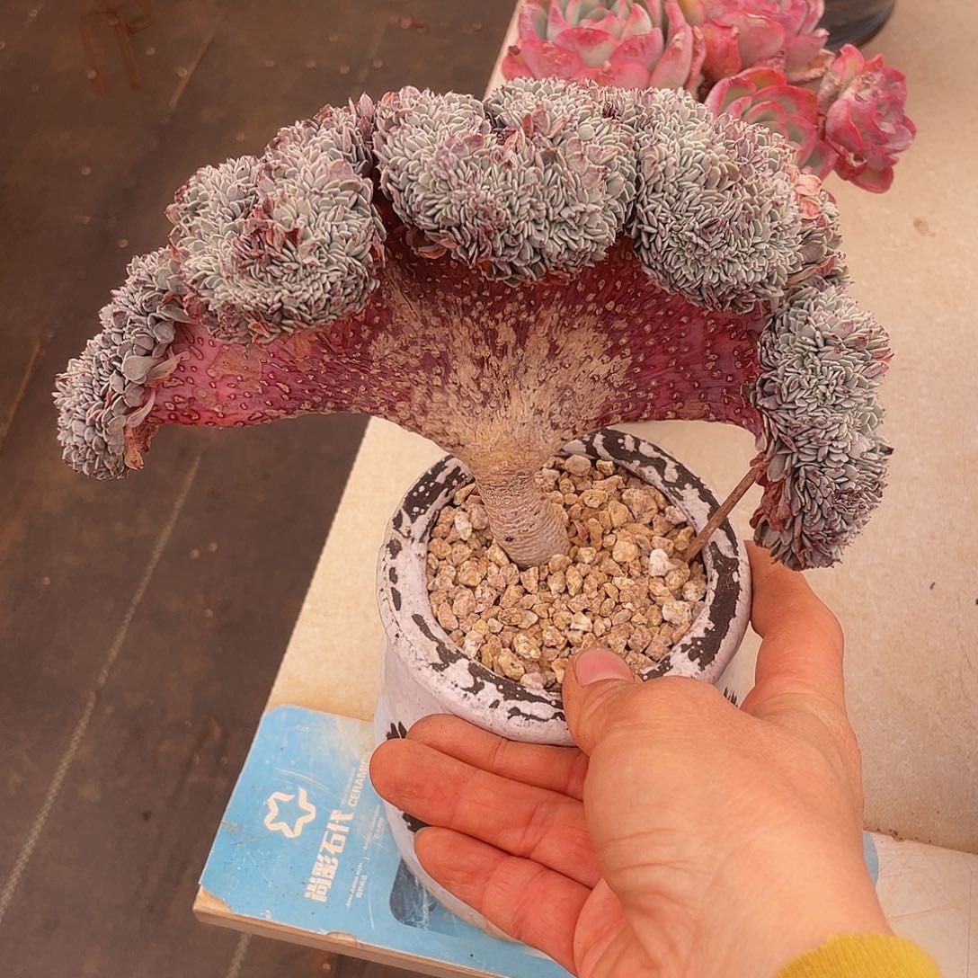 纸风车缀化多肉多肉