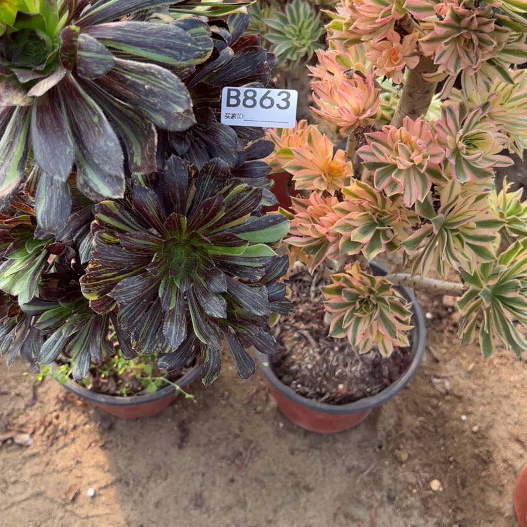 863两颗组合多肉植物