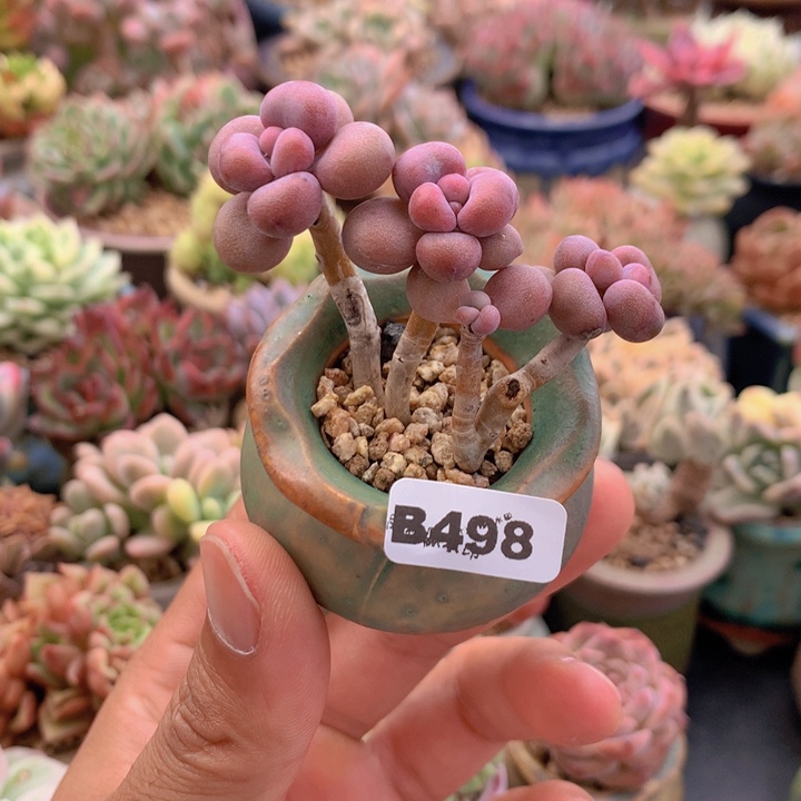 一物一拍含盆土满38包邮B498