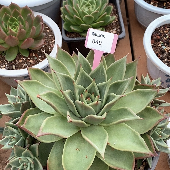 D049- 直播福利 东云群生