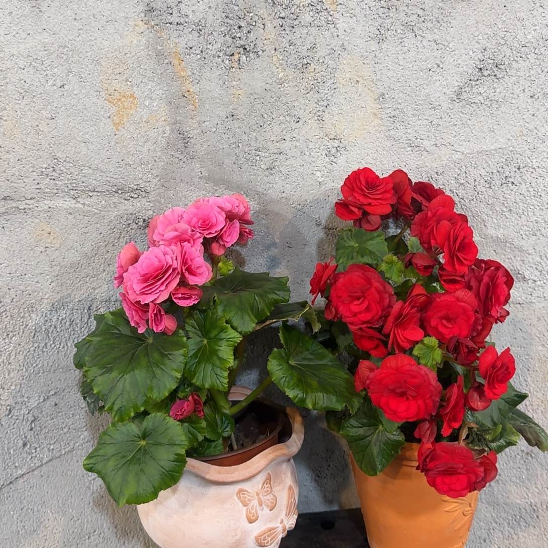 丽格红➕风暴掉花折叶正常介意勿拍