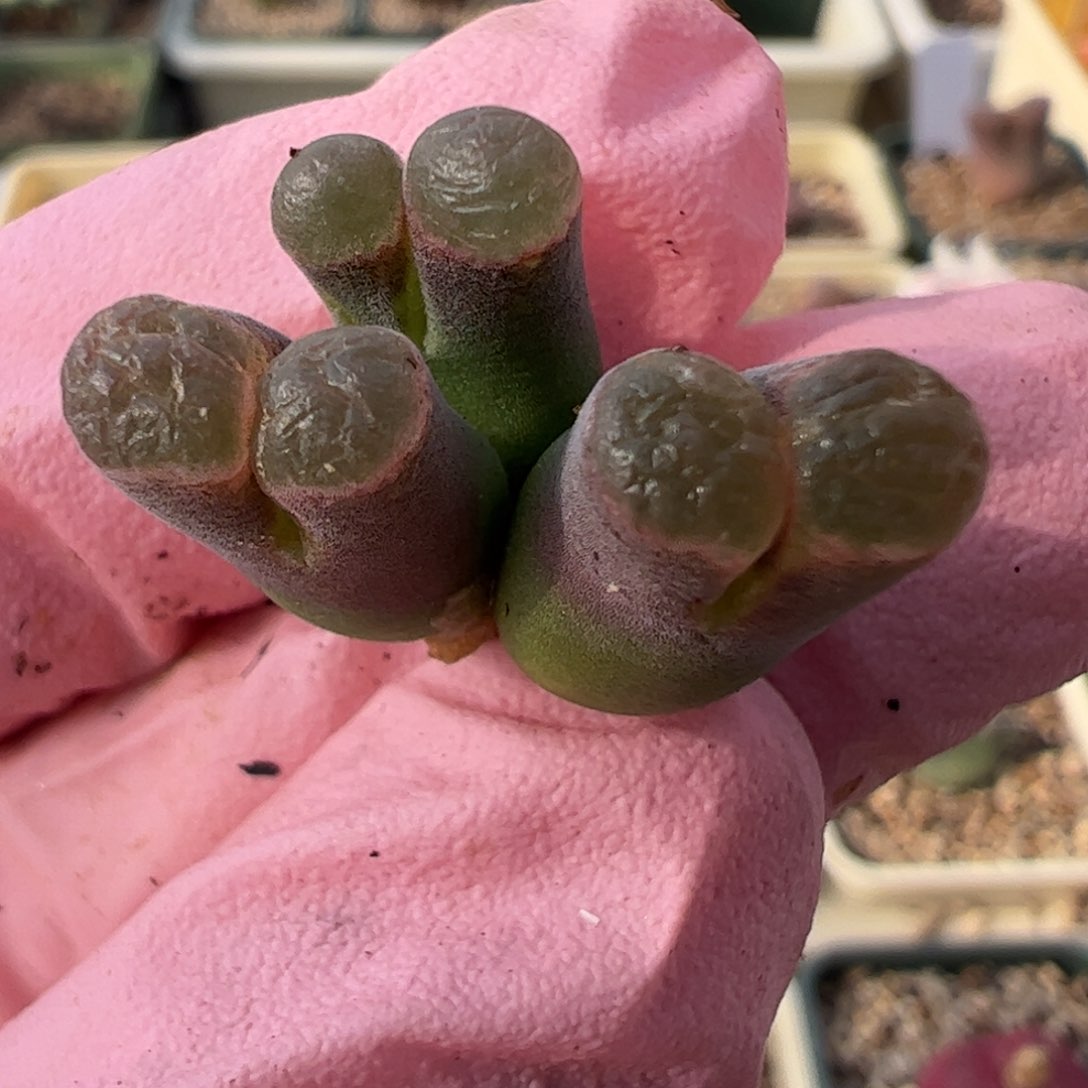 710 好看的多肉冲冲冲q