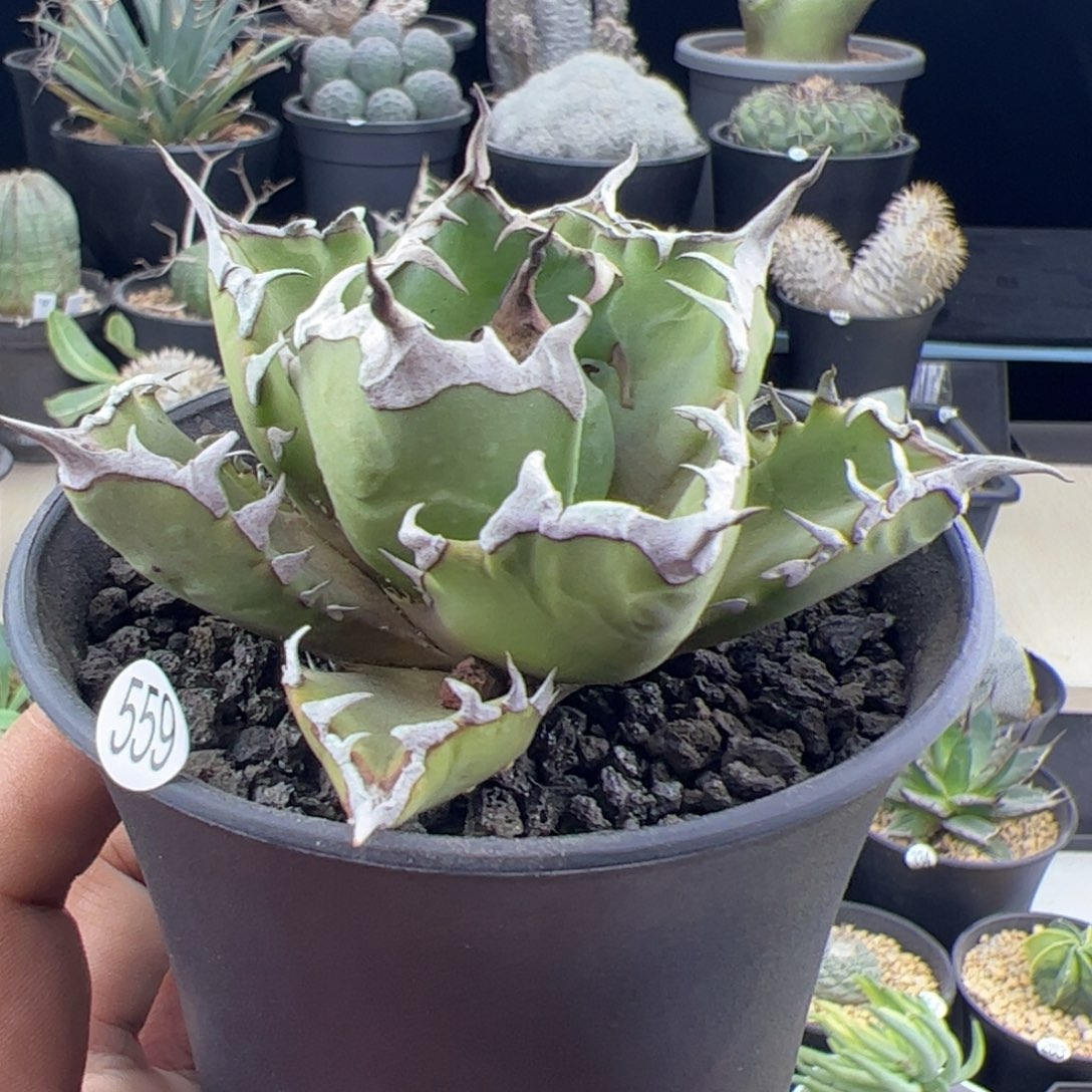 姬仁王冠一物一拍