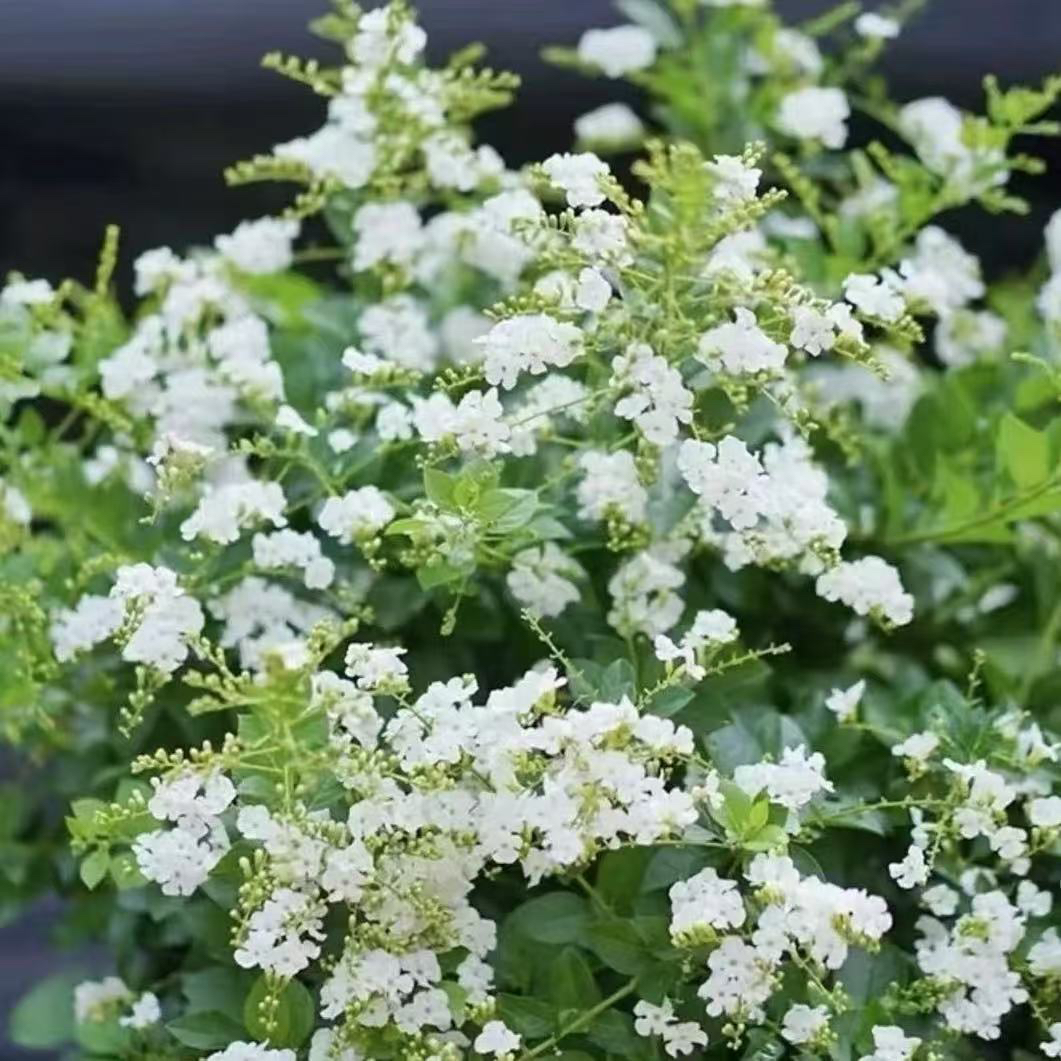 【巧克力蕾丝金露】四季开花浓香适合盆栽地栽庭院种植