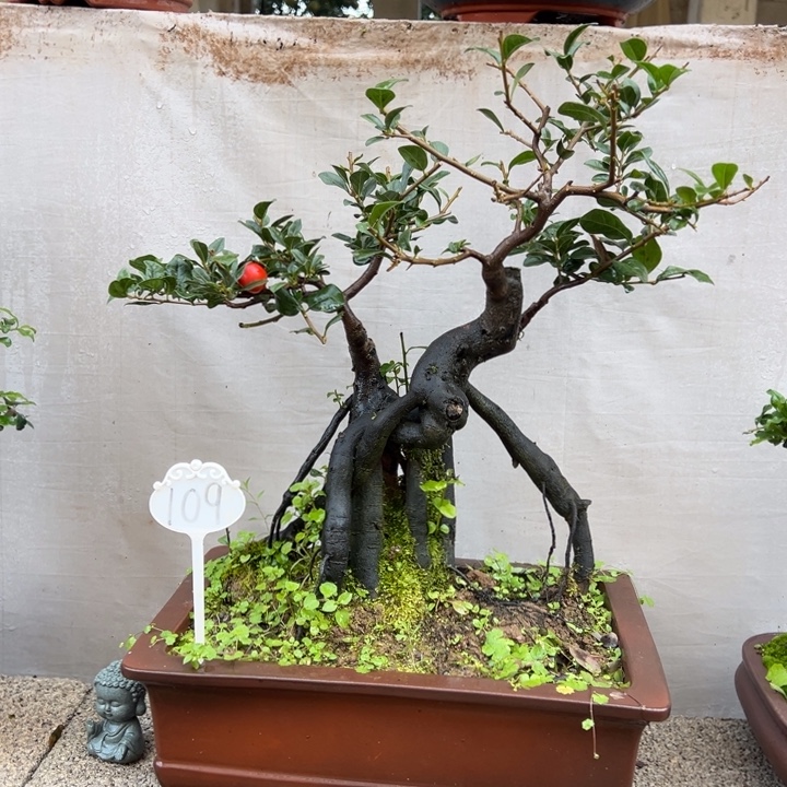 啊***三无花朵金弹子盆景一物一拍