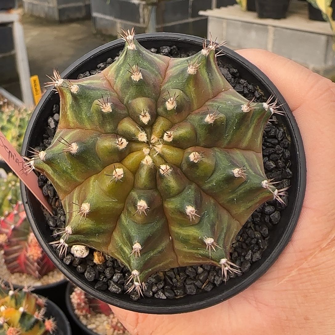 N12-1228泰国米哈西皮丫B