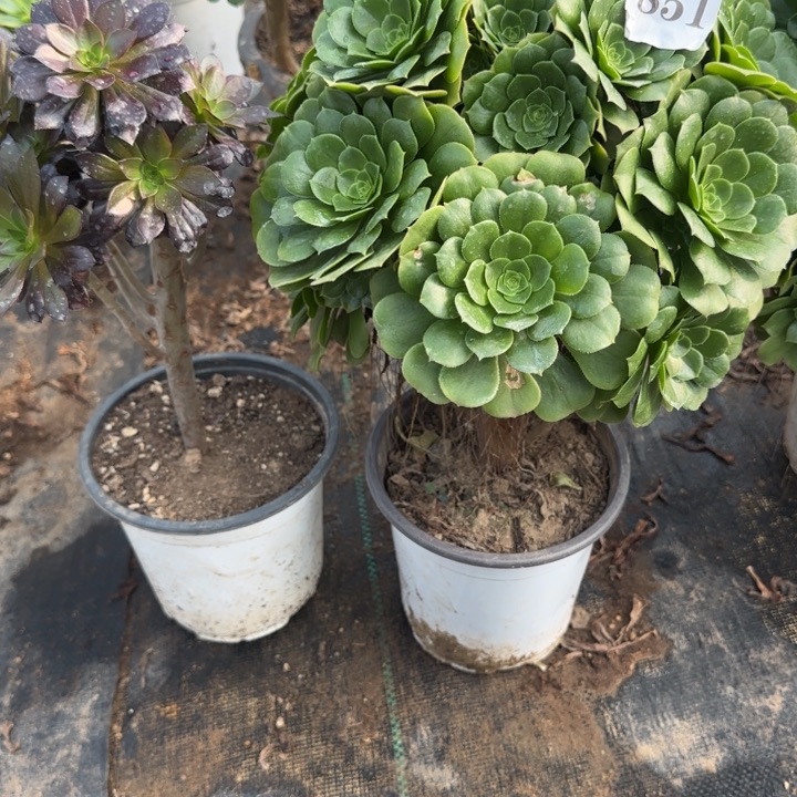 851绿杨蓉➕黑豆包邮。      