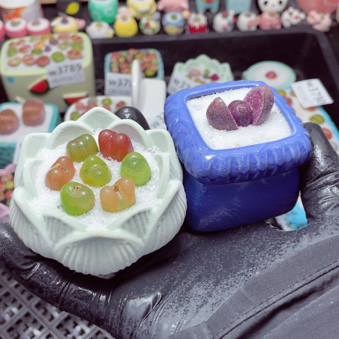 w3792--带盆土发货，零下地区拍保温箱