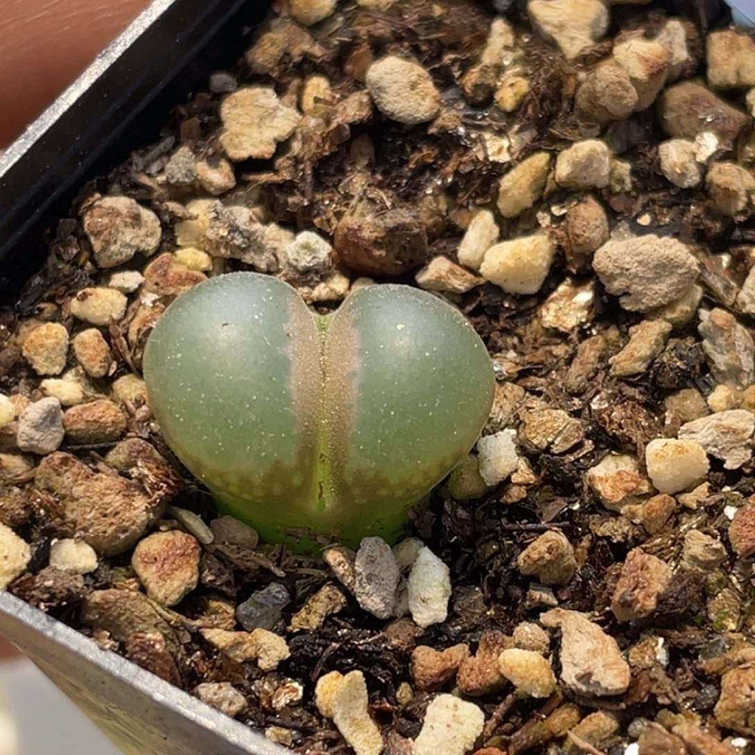 5-65风铃多肉植物