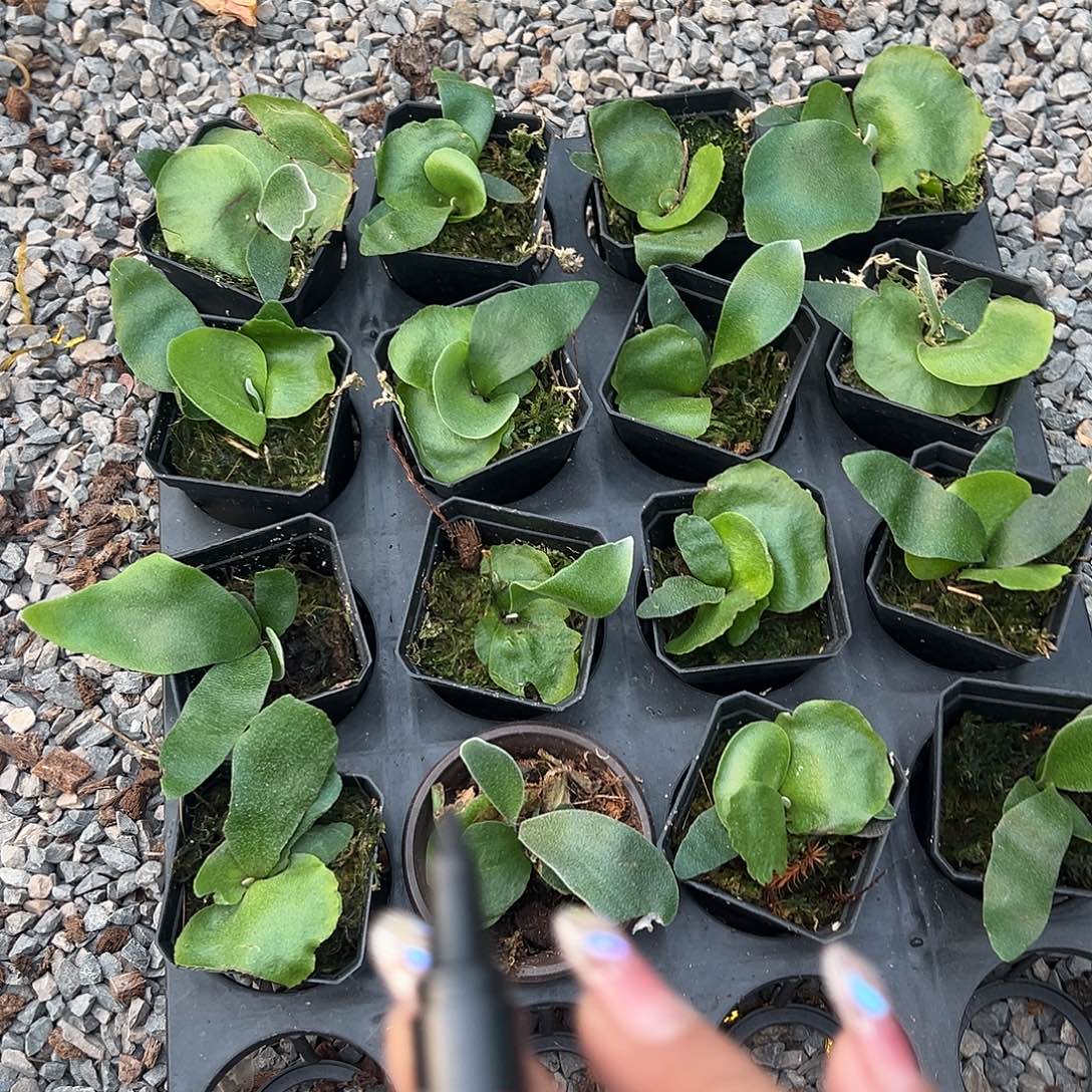 完全开放卷卷随机发货不售后随机