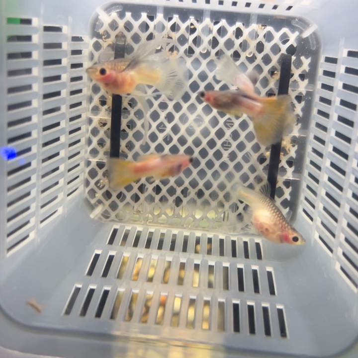 孔雀鱼粉猫C三公两母