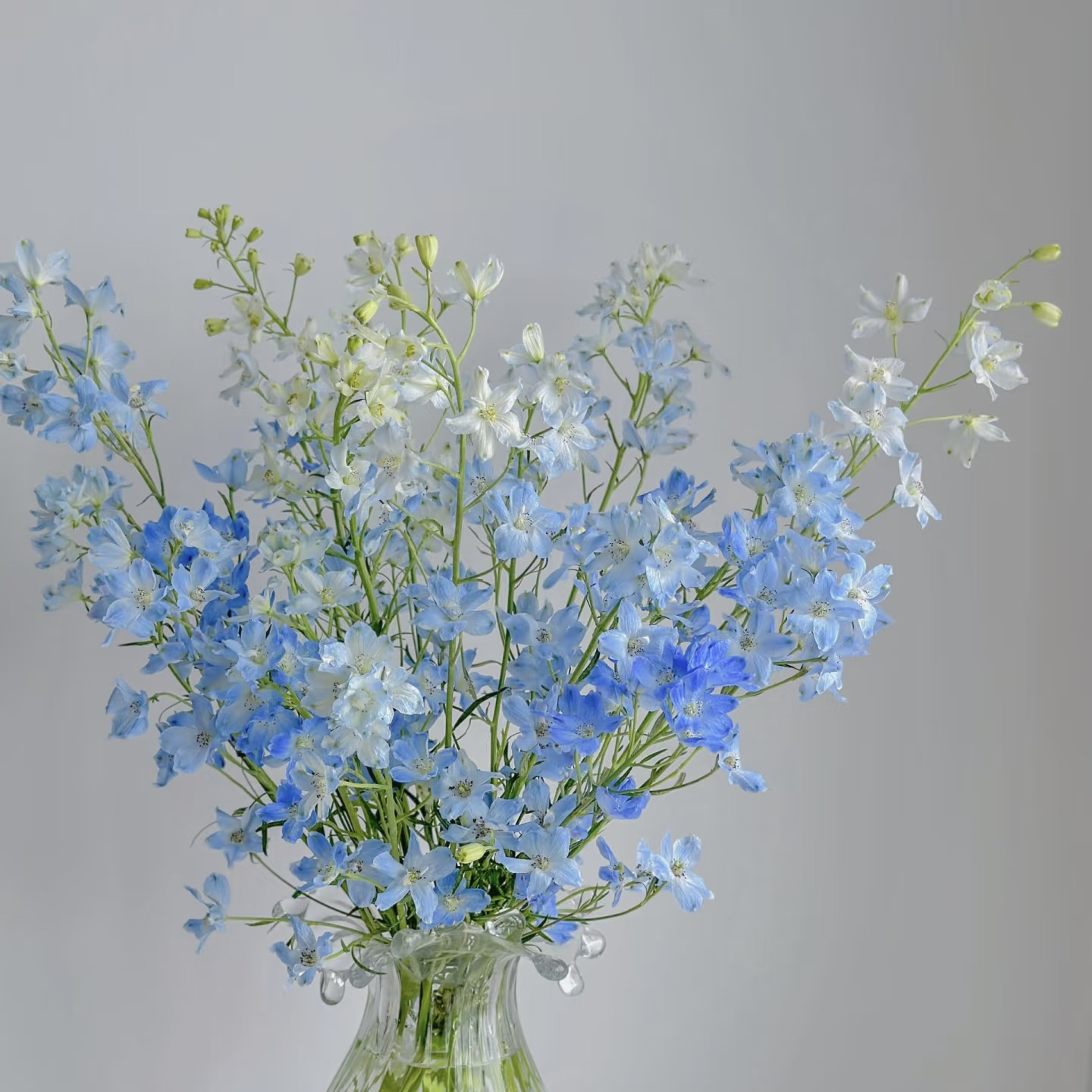 【小飞燕】蓝色 白色 紫色 全场拍2单包邮京东冷链