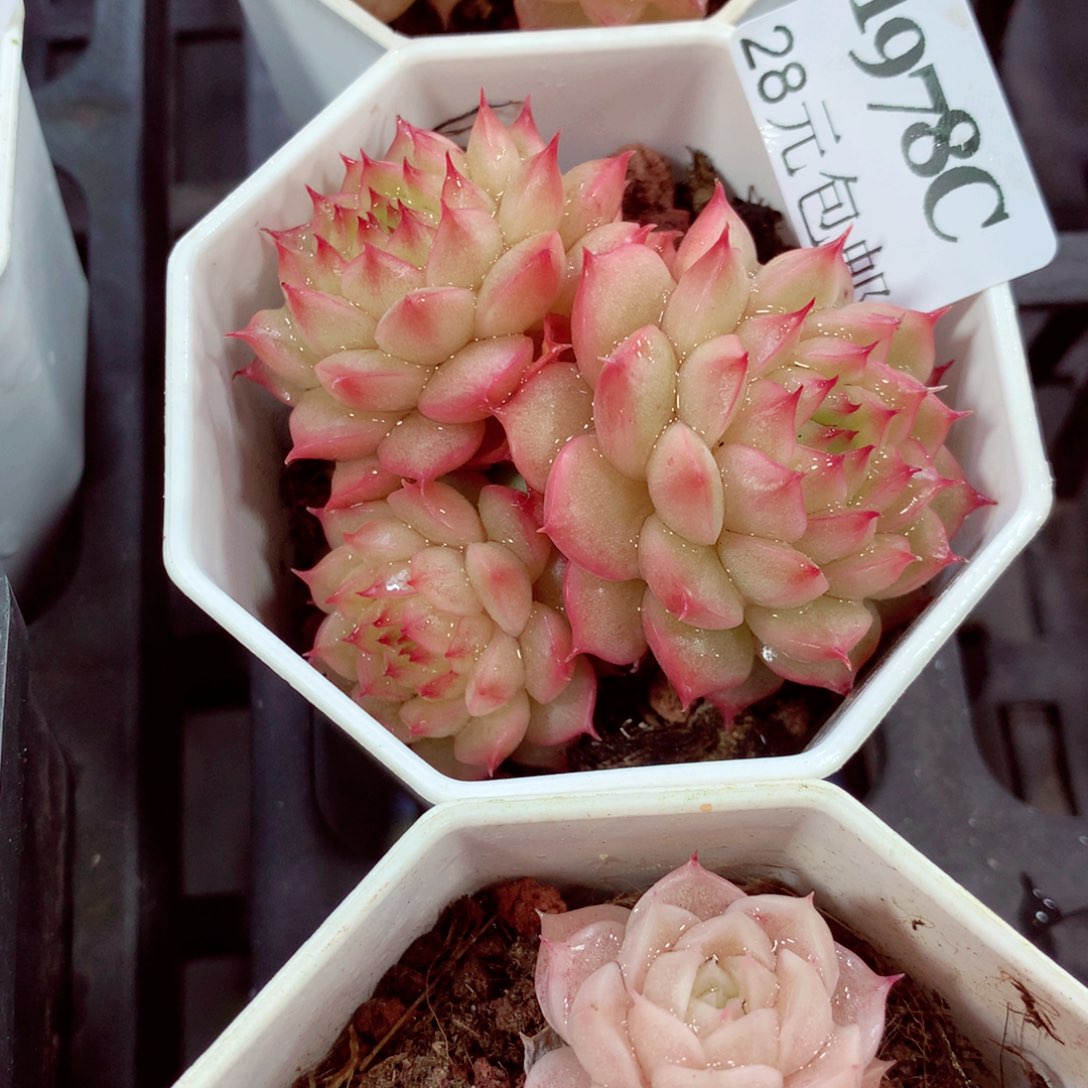 5厘米盆精控多肉1978