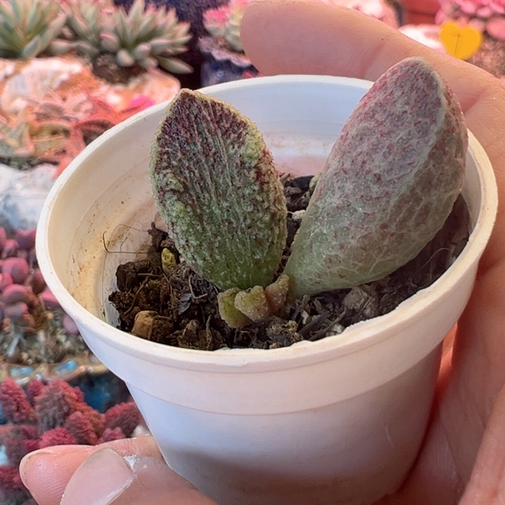 ?**?可以说我很喜欢看