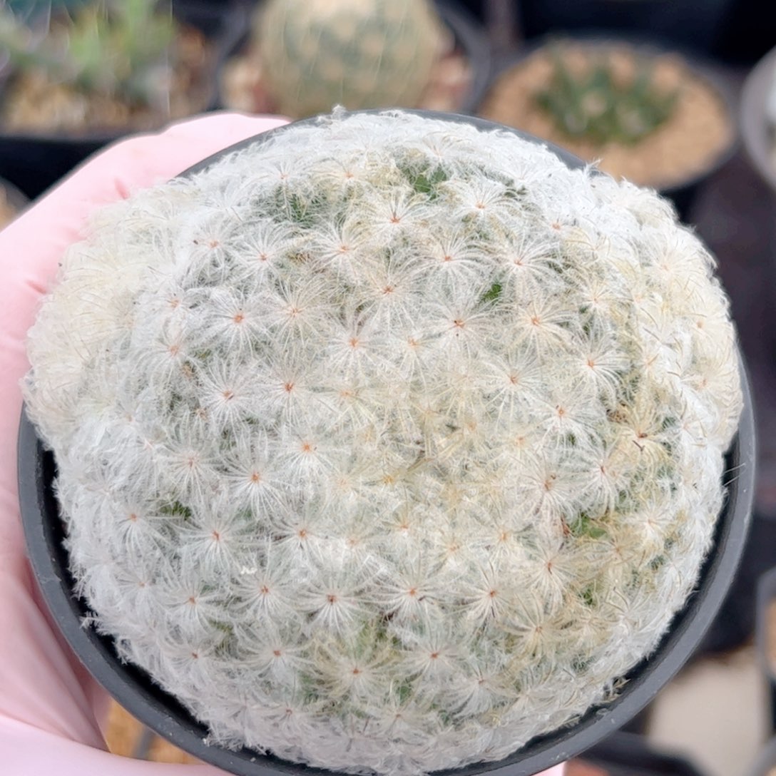 佛头白星 仙人球