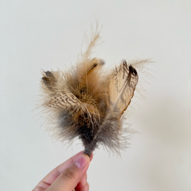 进口真Uke羽毛、جىڭ ۇكى 