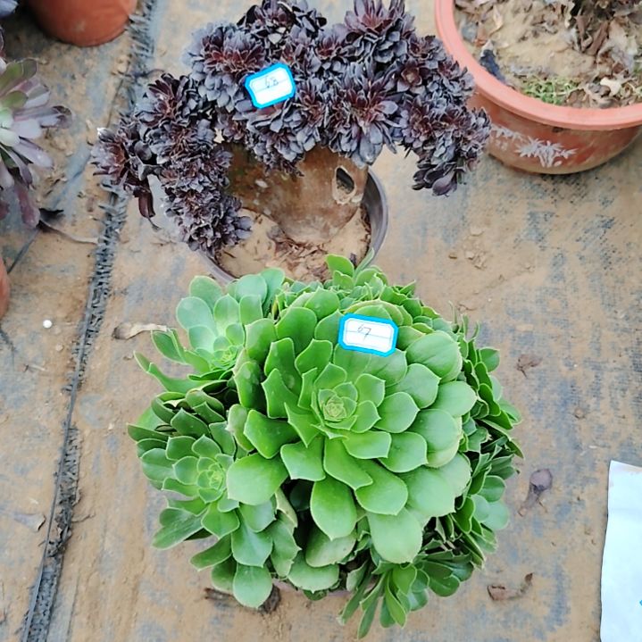 68+67号老桩法师2颗