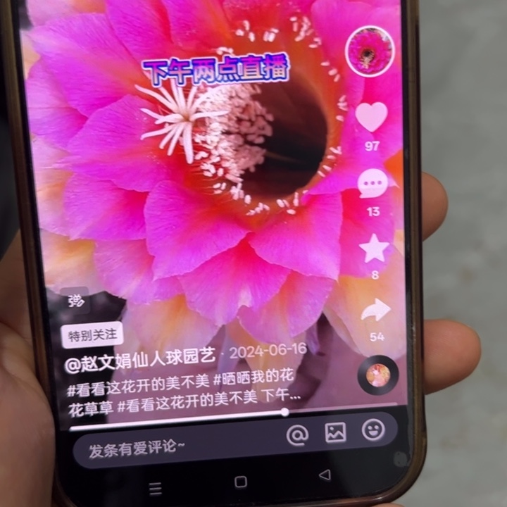 无花朵无根侧芽歪cc252