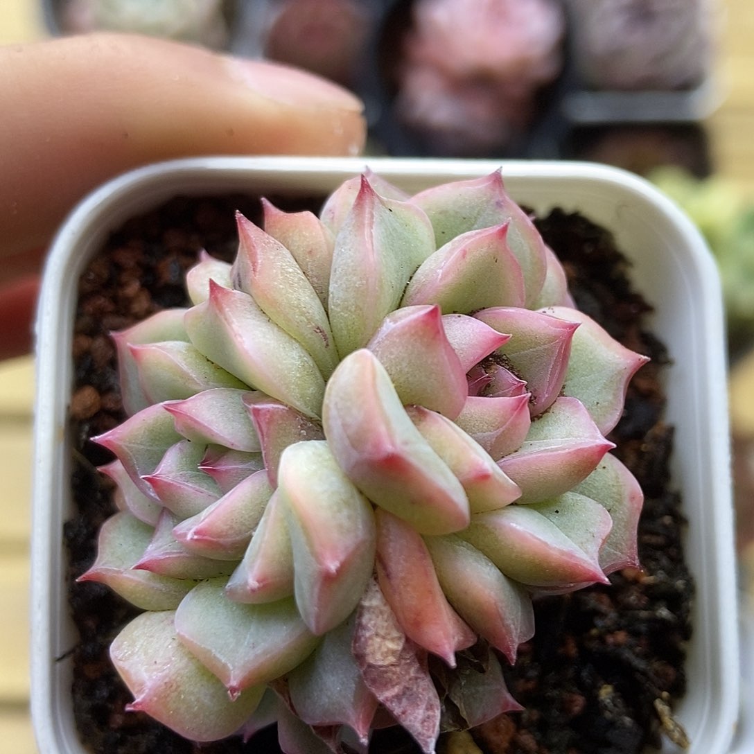 一物一拍一单包邮 199