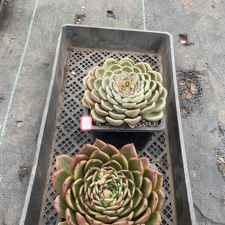 一****容晶一颗查里斯顿一颗