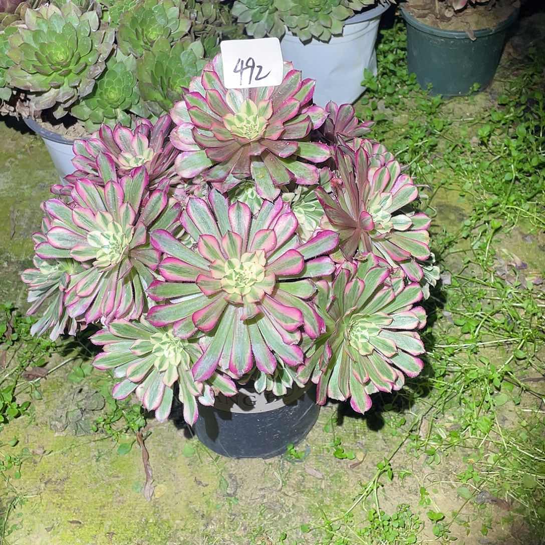 492法师植物红彤白