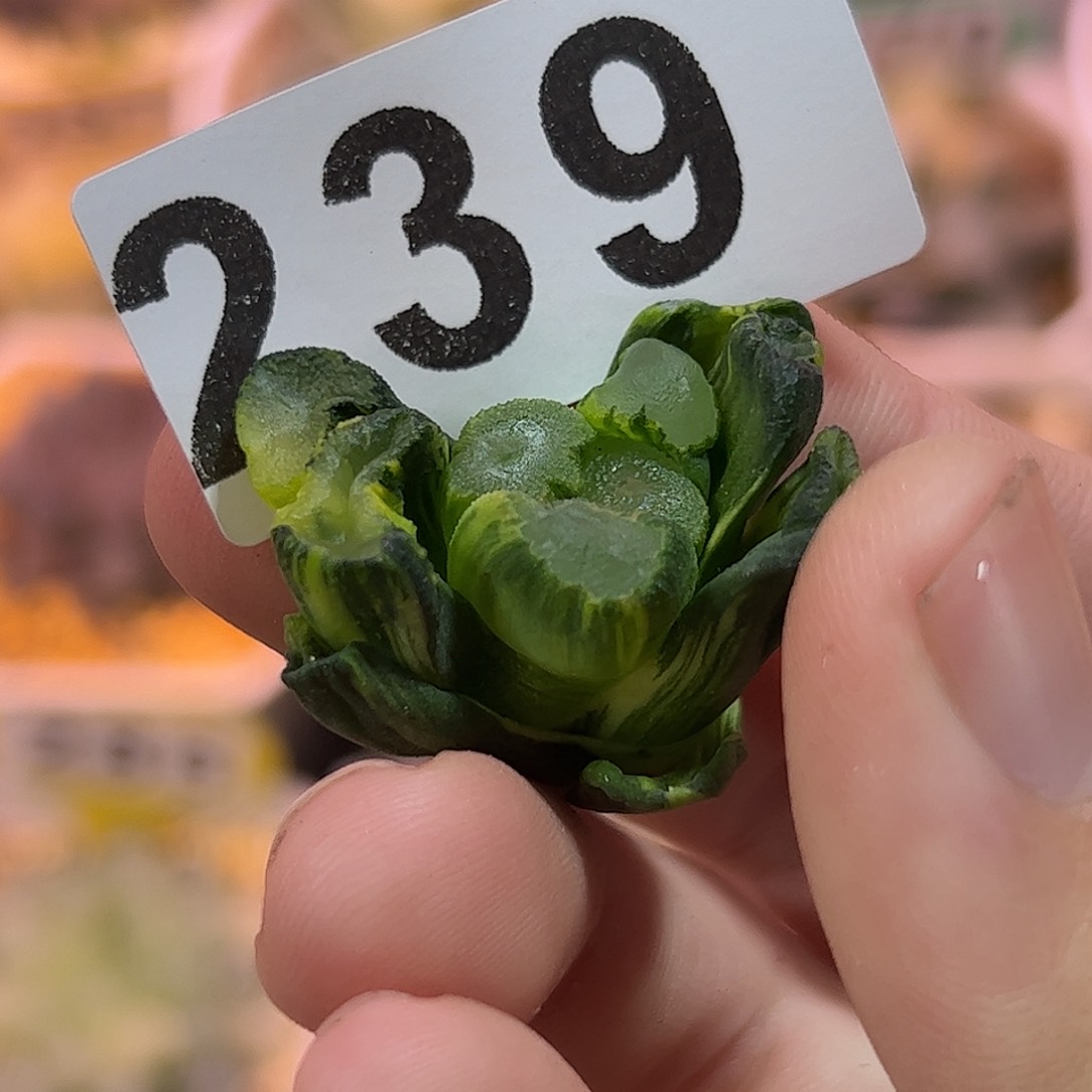 红红火火恍恍惚惚