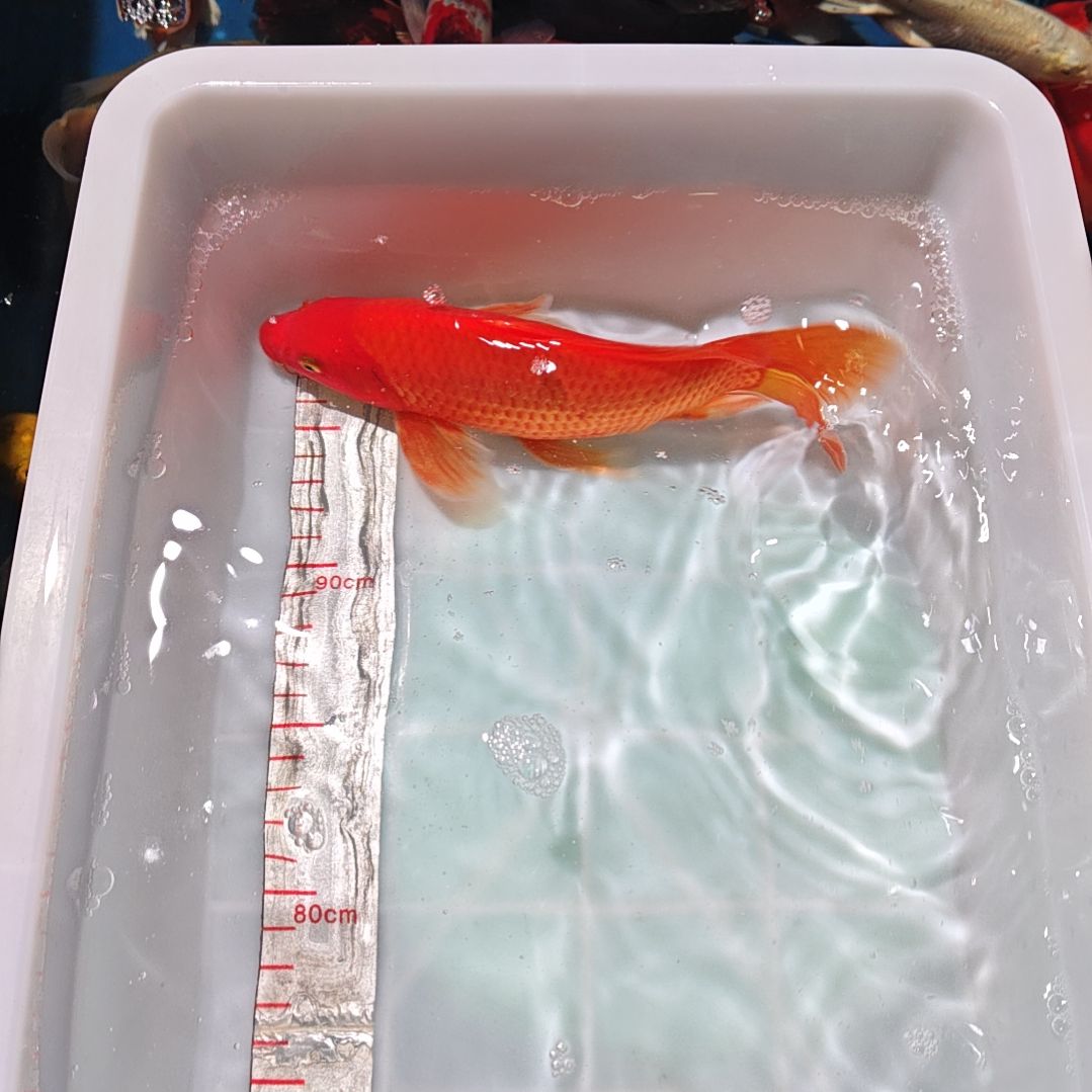 中国大陆冷水观赏鱼蝴蝶鲤冷水观赏鱼蝴蝶鲤