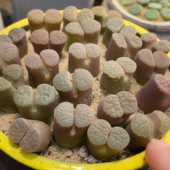 大班克磁铁一组两颗