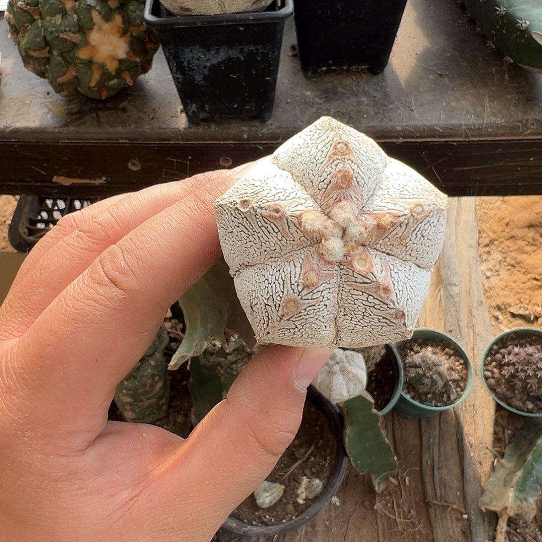 精品红v恩冢仙人球1022