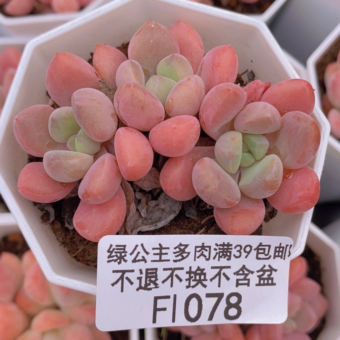 粉桃花6cm1078多肉植物