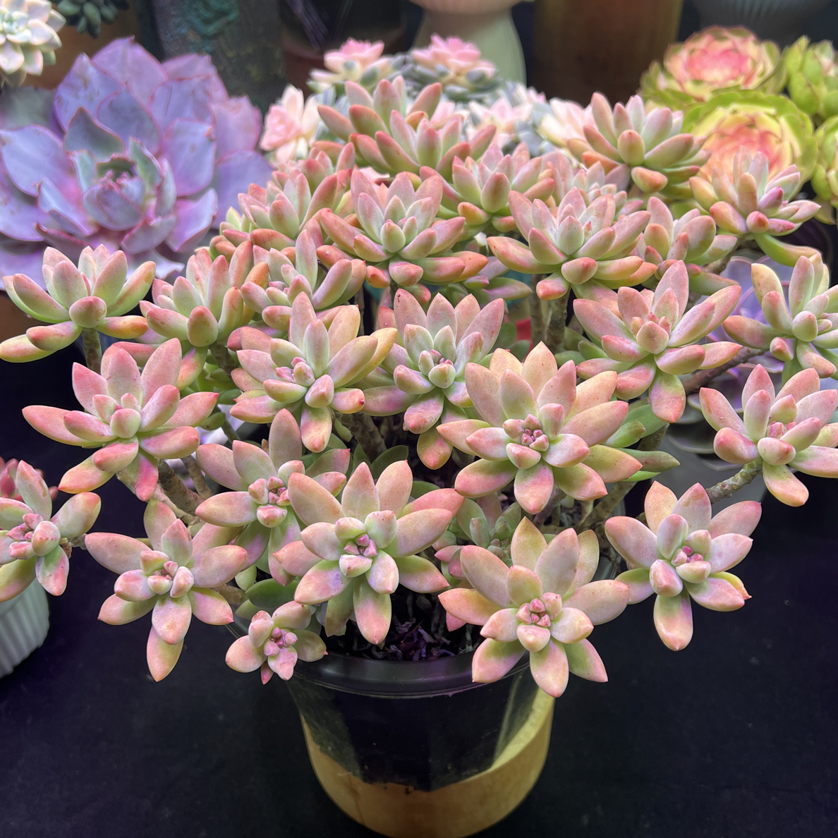 果冻秋丽（不带盆）多肉植物