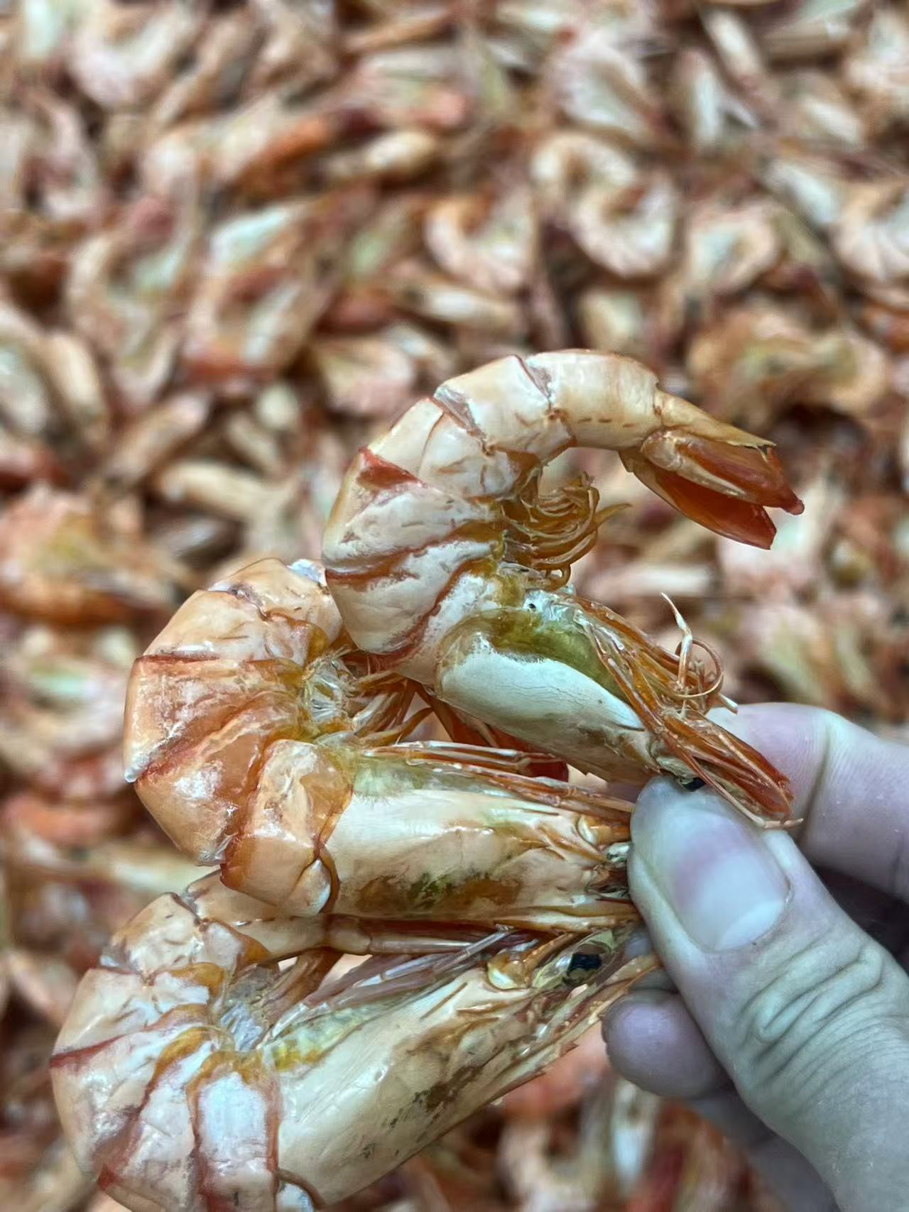 汕尾新晒即食九节虾咸水虾可煲粥