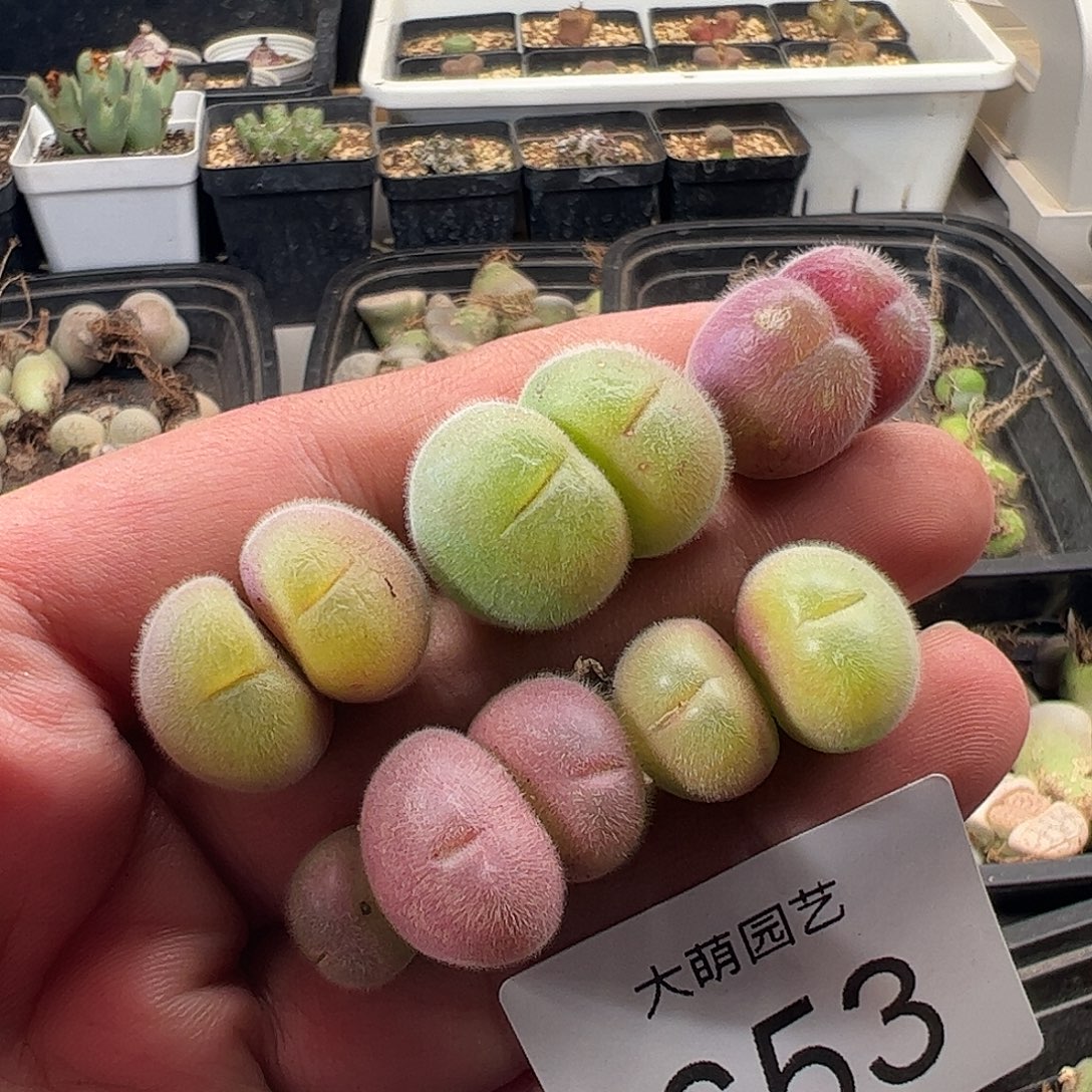 一物一拍。    653