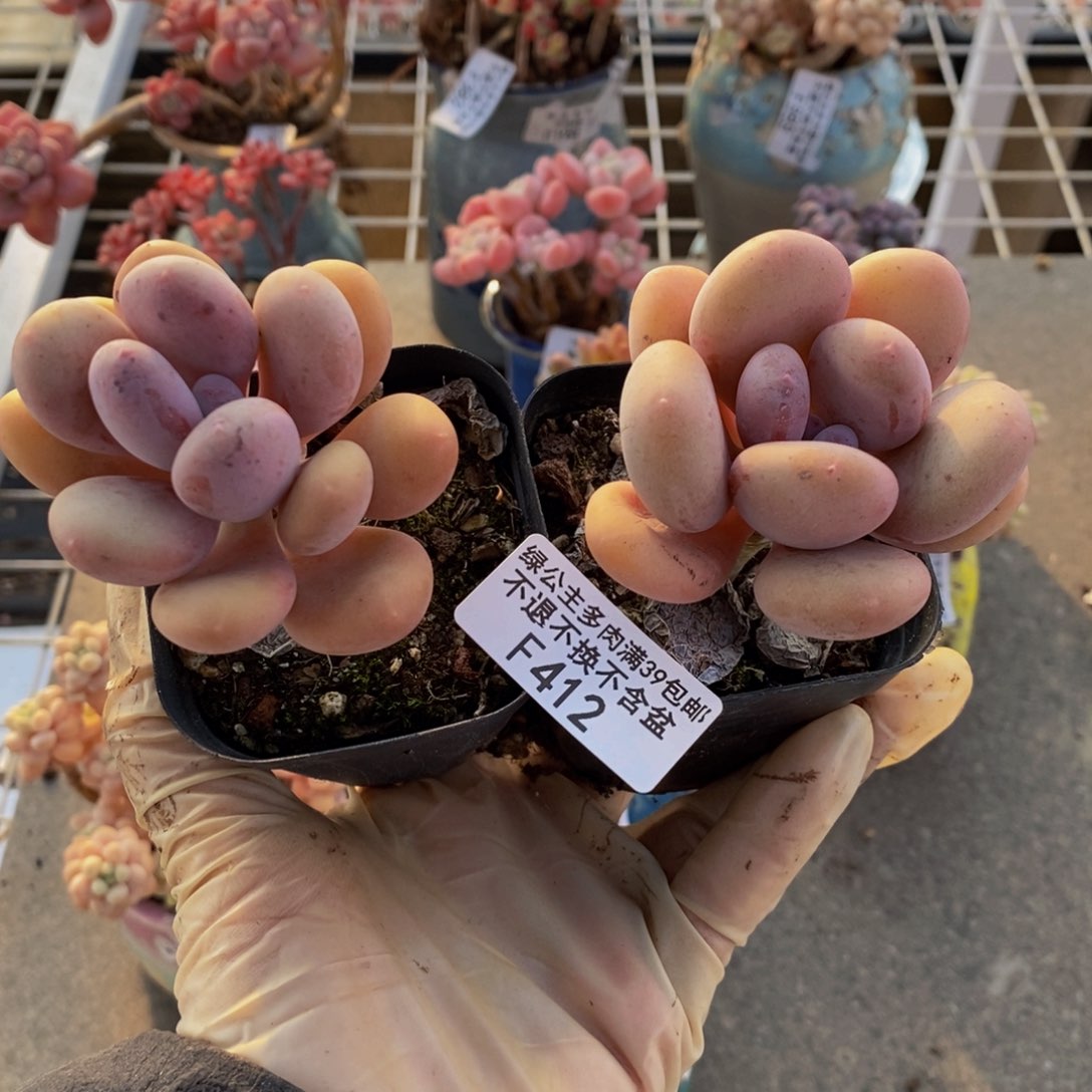 蛋黄奶酪412/5c m