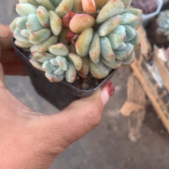 橙子五个 一物一拍。包邮