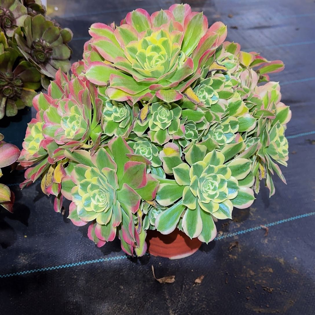 多肉植物白凤老庄