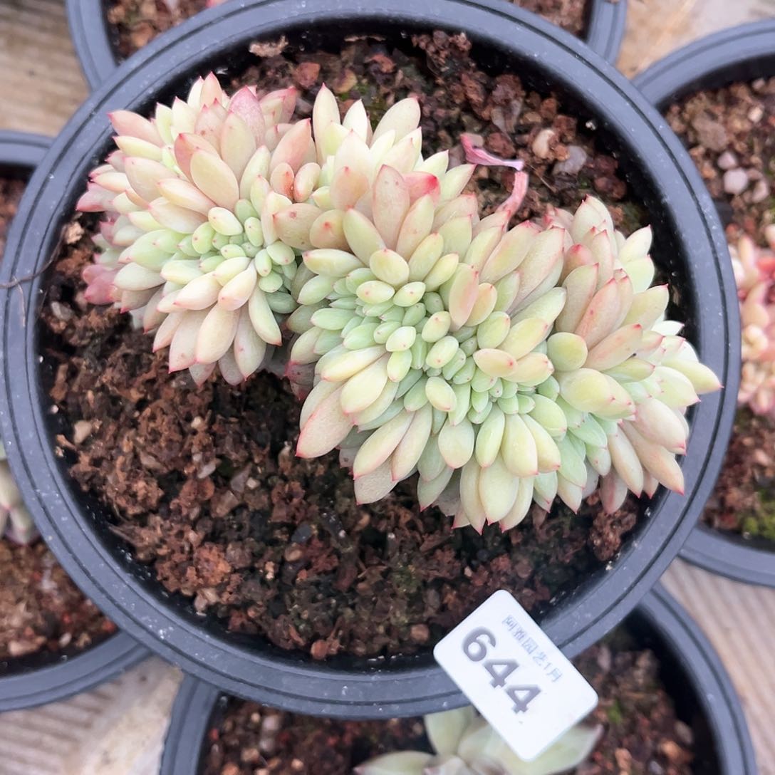 阿雅园艺。       644