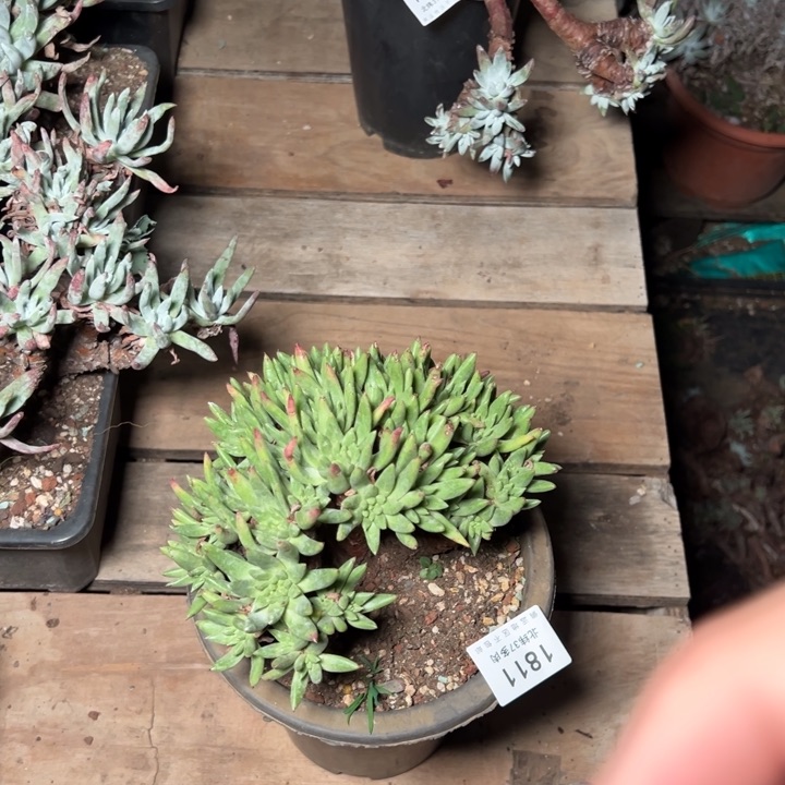 牛*1811哈哈哈哈哈哈多肉