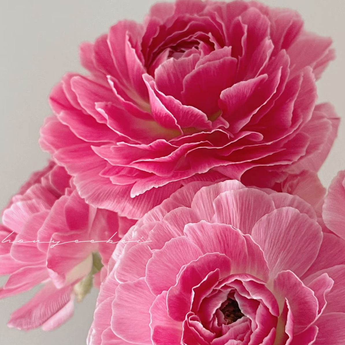 （洋牡丹）麦浪8-10支！三件顺丰空运20%不售后