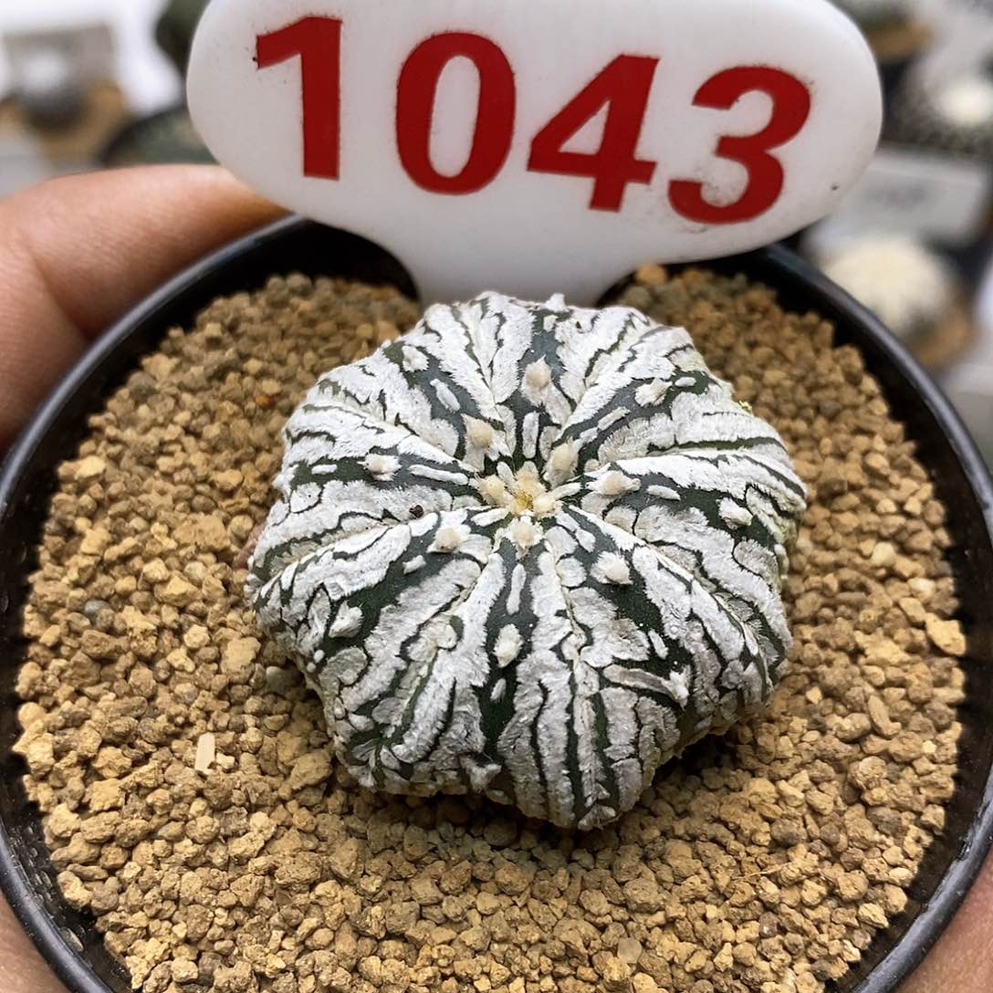 开播时间周一晚播出te j