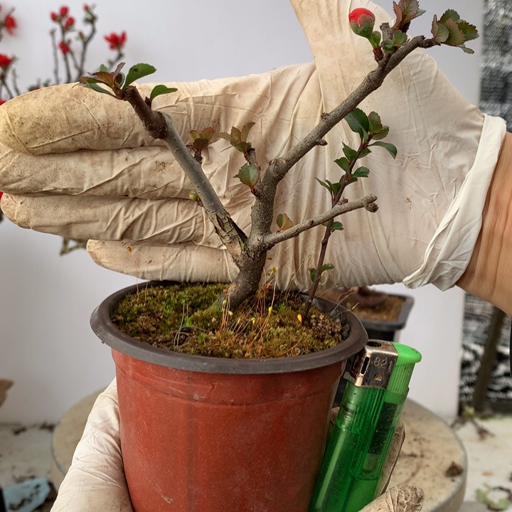 无花朵忆**城原生小品........