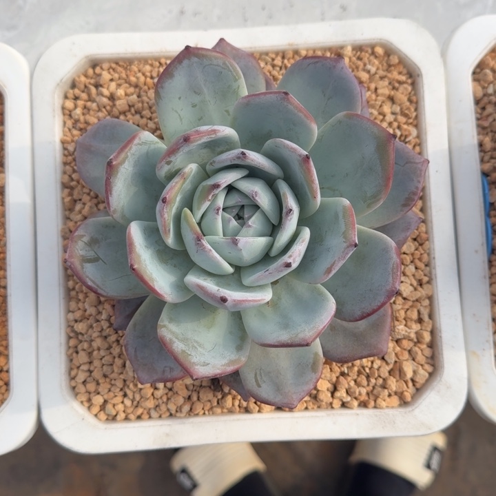 黑卡 单头 一物一拍