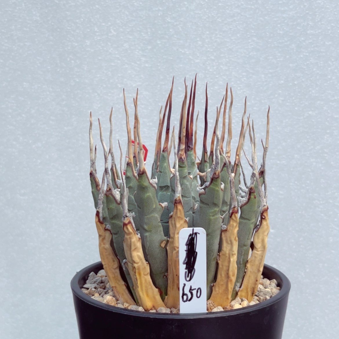 【闪购商品】11111111