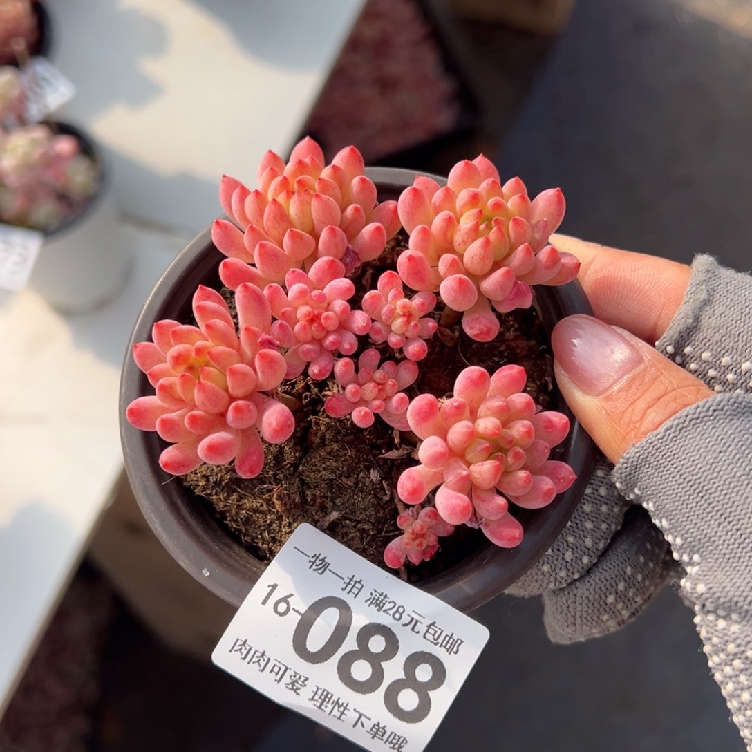 烟花多多肉多肉多肉