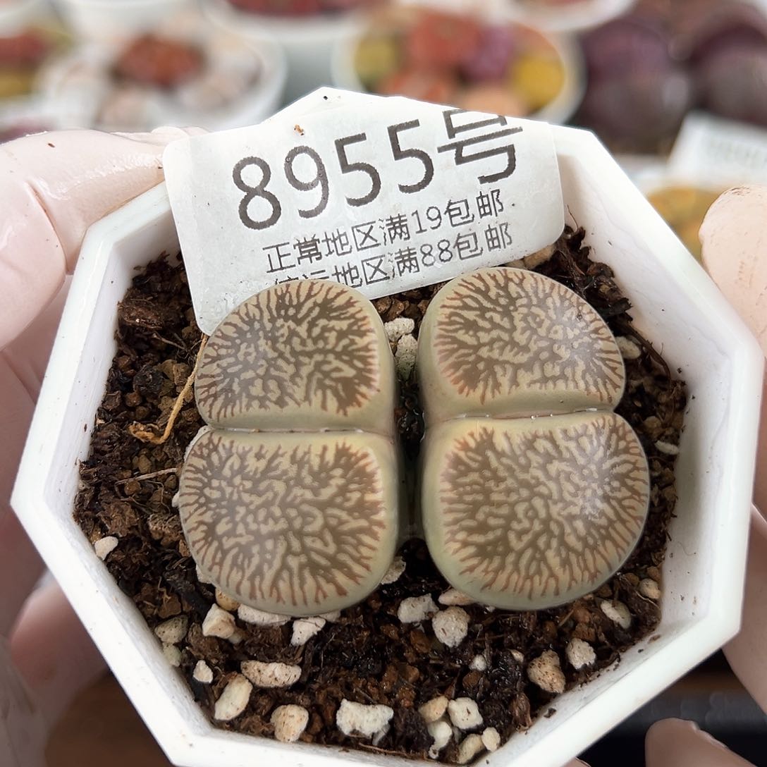 好养易活生石花大母本8955